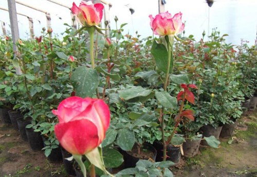 植物间的“相克”现象