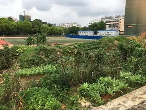 黄泥巴地种植蔬菜的奥秘