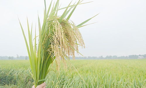 解决办法：对症下药， 施肥、杀虫、排水、换土