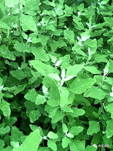 小麦地中灰灰菜的除草剂