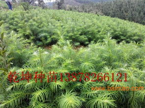 杉木树苗，批发还是零售？