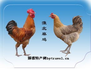 淮北麻鸡价格波动，一斤多少钱取决于市场供需