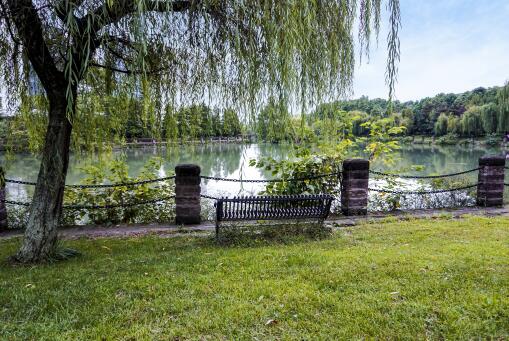 柳絮之谜：柳树种子还是花朵？