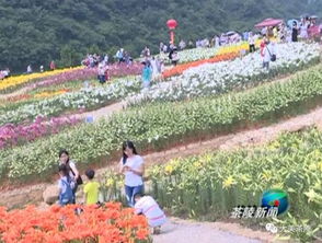 茶乡花海， 美景如画