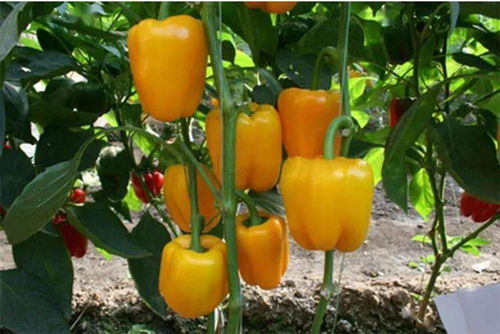 辣椒盆栽， 窗台上的绿意盎然