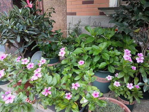 一、广东园林常见花卉