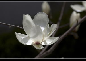 修剪要适时形状美观花儿俏