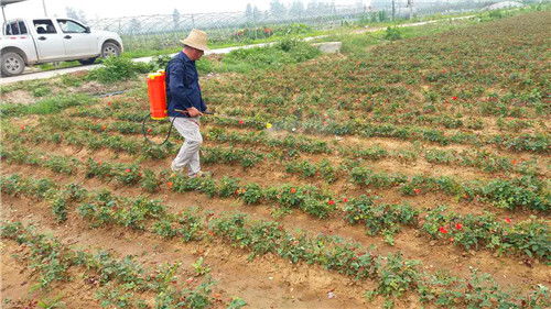 月季花让城市geng美丽