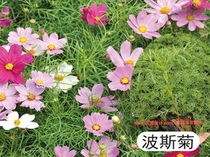 波斯菊种子在什么季节、如何种植才能确保其顺利发芽生长