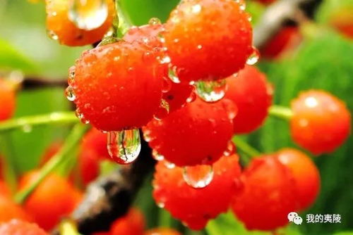 种子霉变，怎么办？