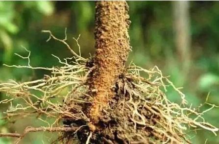 氟环唑可提高作物的几丁质酶活性， 导致真菌吸器的收缩，抑制病菌侵入，这是氟环唑在suo有三唑类产品中独一无二的特性，也是其杀菌活性geng高的原因之一。.到头来结论得出:氟环唑对小麦白粉病、 叶锈病、水稻稻瘟病、纹枯病、稻曲病、玉米大斑病、花生褐斑病等病害的防效达85%以上，并会使小麦、水稻、玉米和花生等作物增产10%以上。