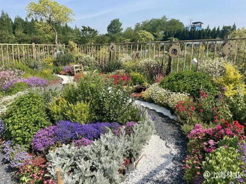 花圃里的美丽画卷