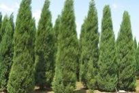 桧柏：柏树的神秘品种