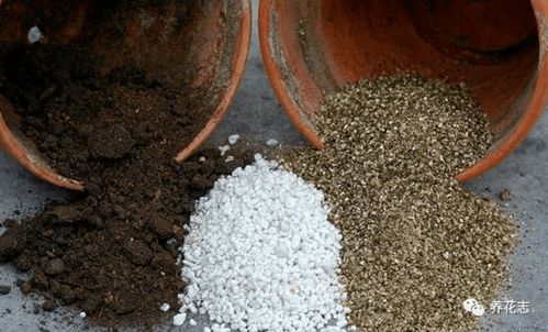 养花土配比：泥炭+珍珠岩=透气保水