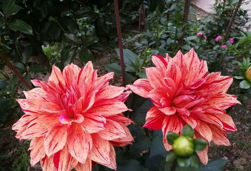 大丽花：数学中的花球奥秘