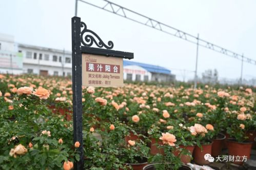 月季基地的发展历程