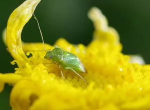 农药除虫， 保卫农作物