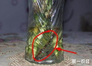 富贵竹叶子发黄怎么办？农业专家教你应对技巧！