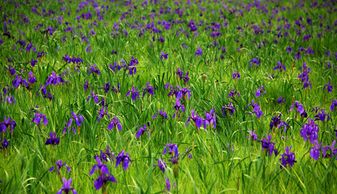 生物学特性与浇水