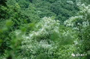 培育丛生苗的关键：选择合适的树种