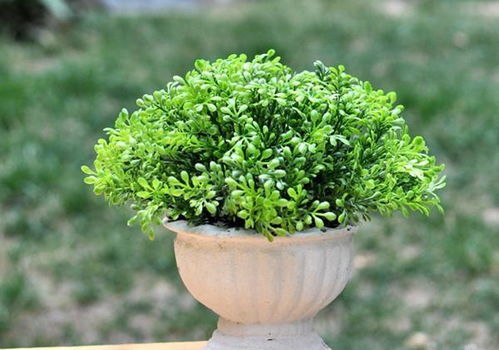 黄杨的生长大揭秘：生长期与休眠状态的转变