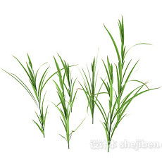 四季常绿草植物有哪些？