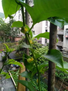 百香果树：揭秘一年生植物的秘密！