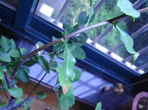 叶子发黄的原因