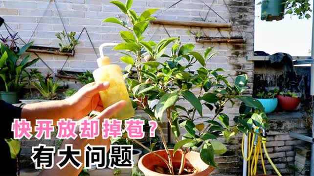 茶花花苞半开落下的原因分析