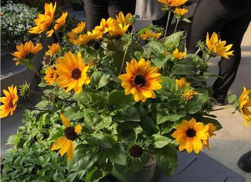 光辉岁月， 向日葵中的佼佼者