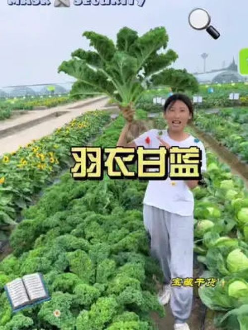 家庭种植羽衣甘蓝时如何避免病虫害和确保充足光照