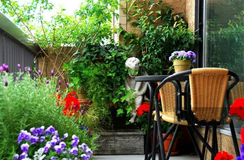 爬藤花园艺爱好者钟爱的植物