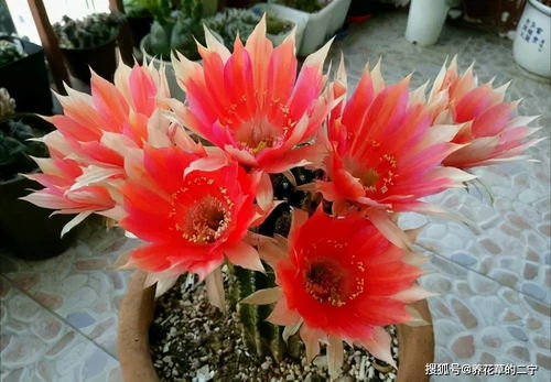 春天开花的树：你认识多少