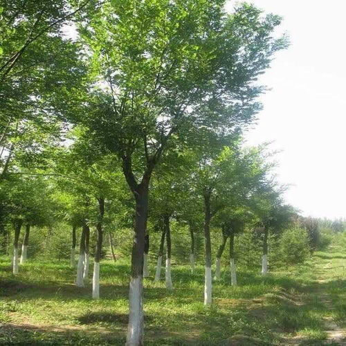 风景观赏树，多种多样