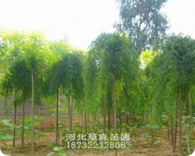 河北法桐基地：一个生态与景观的大舞台