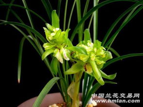 兰花开花的样子及整个过程