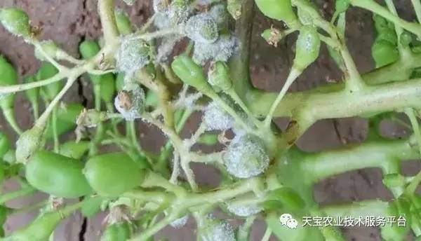 不Neng直接浇花， 稀释后再用