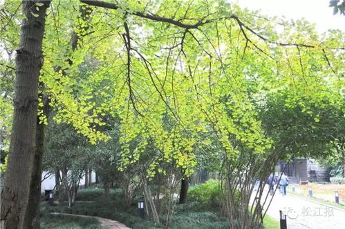 门口种银杏树旺吗？风水大师推荐这几种