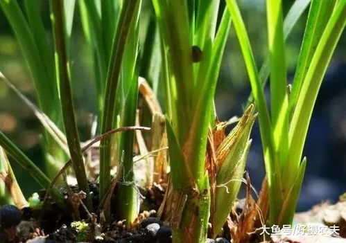 立秋来临，花卉进入换季期