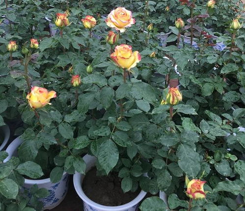 月季叶子变黄之谜：是啥原因引起的这个？怎么补肥料来救？