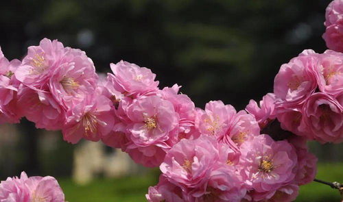 榆树嫩否嫁接榆叶梅？