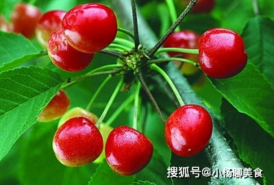 樱桃种子发芽的处理方法