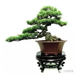揭秘灰莉盆景的打造与修剪技巧，打造农业爆款！