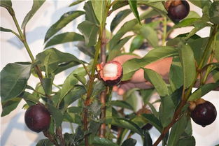 山竹养护，一步一个脚印