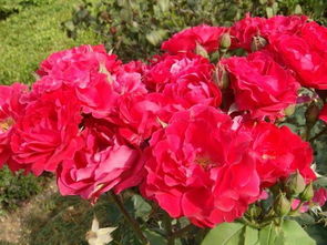 土壤处理：高温消毒， 增温消毒