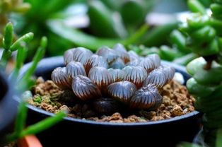 竹芋功效有哪些？它对健康有哪些神奇作用