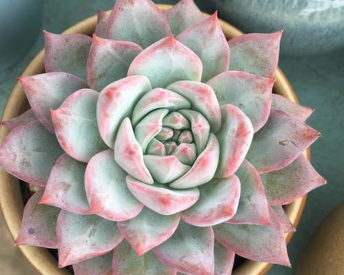 多肉剪枝速成活，直接栽种简单易！