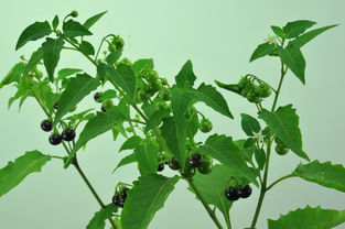 梓树种子种植的水分管理