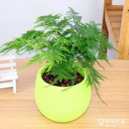 文竹摆放有讲究？这些风水禁忌你可别碰