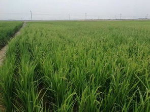 河北盐碱地，节水草的舞台